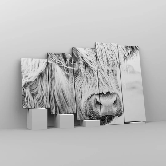 Cow Scotch Animal - 5 Piece Wrapped Canvas Photograph
