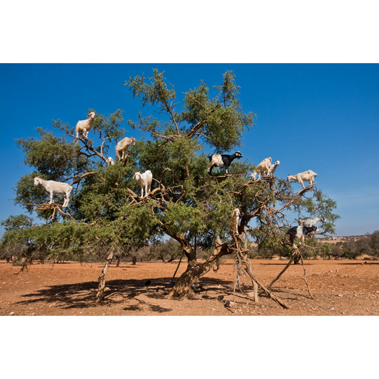 Heard Of Goats Climbed On An Argan Tree On A Way To Essaouira, Morocco