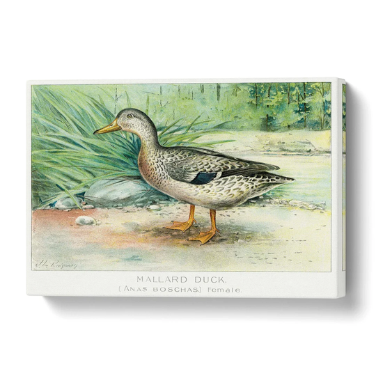 'A Mallard Duck' by J.L. Ridgway - Wrapped Canvas Painting Print