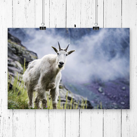 Curious Mountain Goat' Photographic Print
