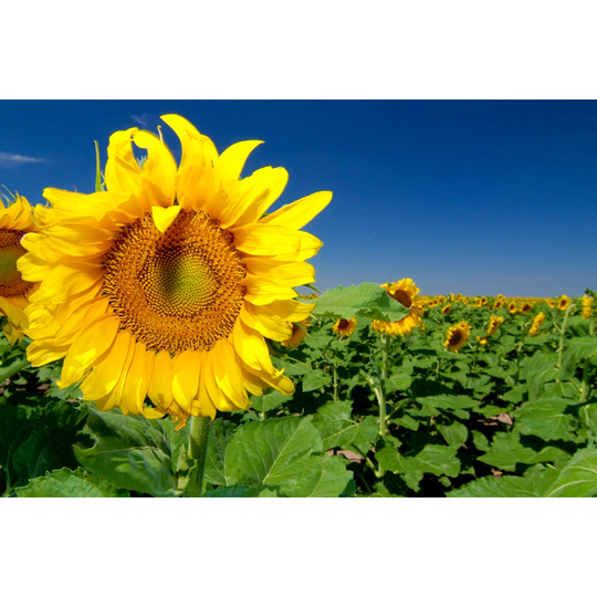Close Up Of A Sunflower In A Sunflower Field