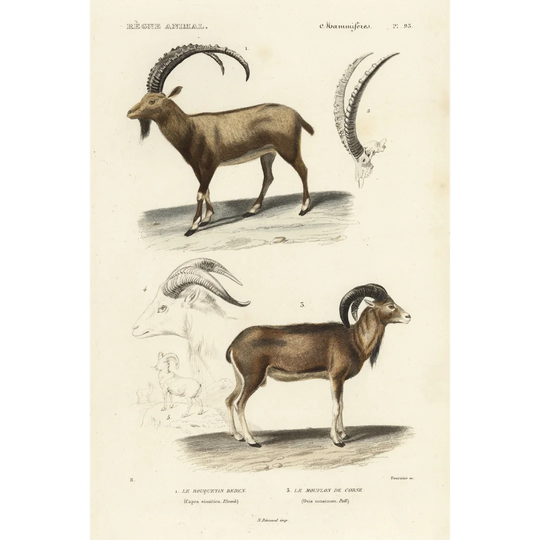 Antique Antelope and Ram Study by N. Remond - Wrapped Canvas Painting