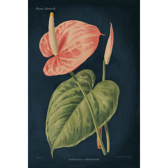 Anthurium Ferrierense Dark Blue by Wild Apple Portfolio - Wrapped Canvas Painting