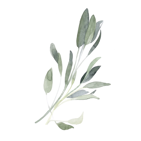 Simple Sage I by Emma Scarvey - Wrapped Canvas Painting