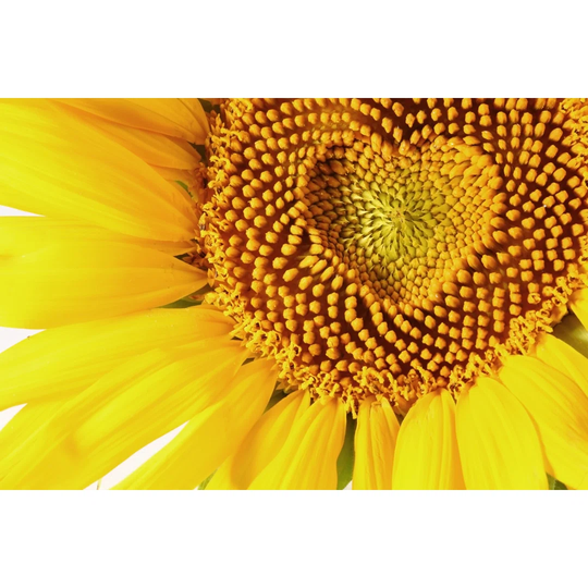 Sunflowers Heart by Valentyn Volkov - Wrapped Canvas Photograph