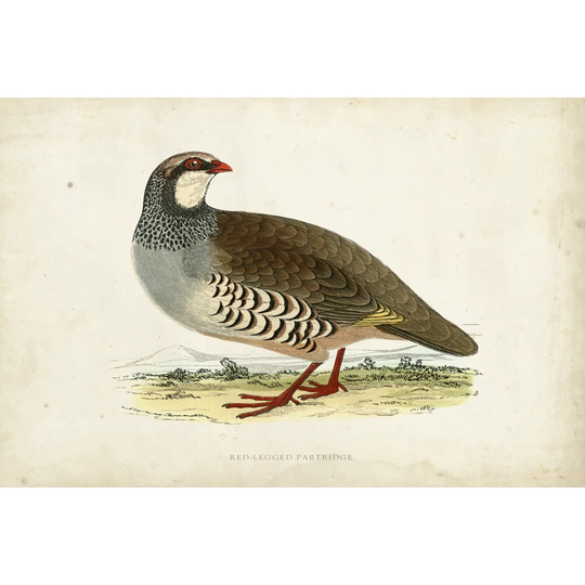Morris Pheasants II by Morris - Wrapped Canvas Graphic Art