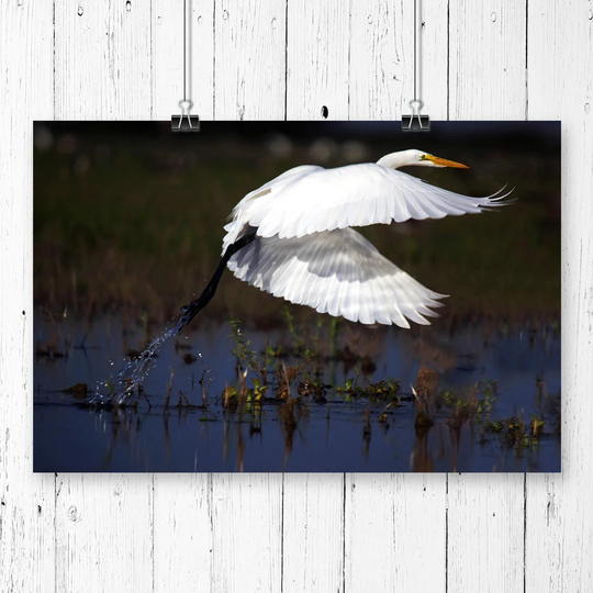'Great Egret Bird' Photographic Print