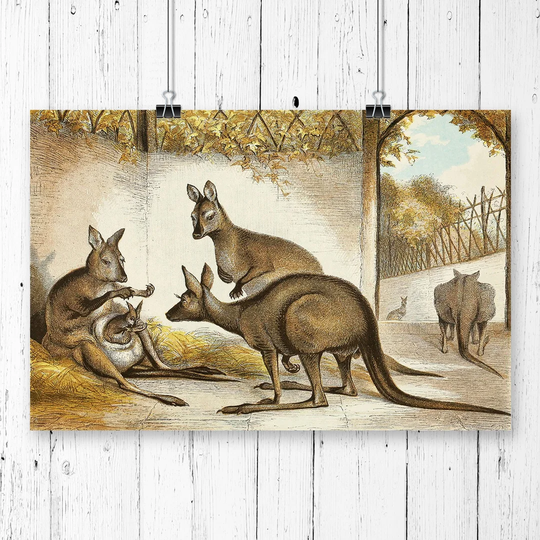 'Vintage Natural History Kangaroos' Graphic Art