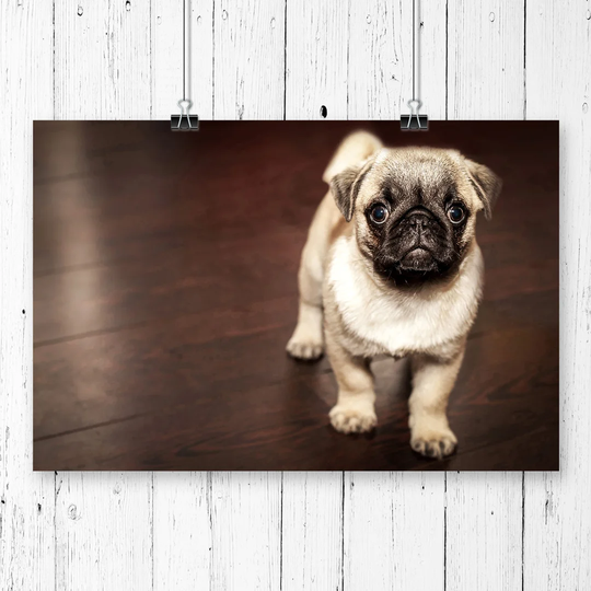 'Pug Puppy Dog' Photographic Print