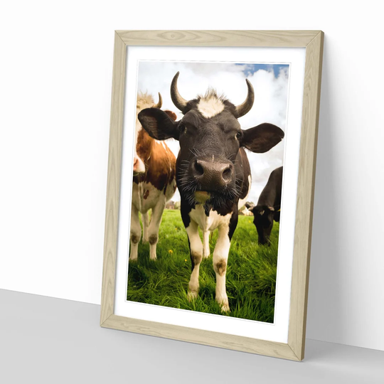 'Cows' Framed Photographic Print