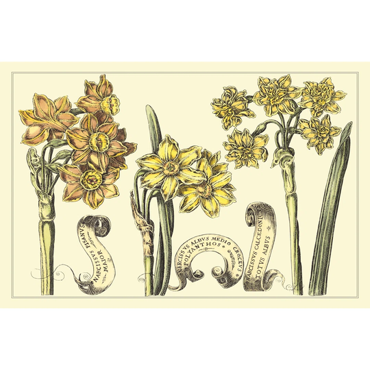 Narcissus In Bloom I - Wrapped Canvas Art Prints