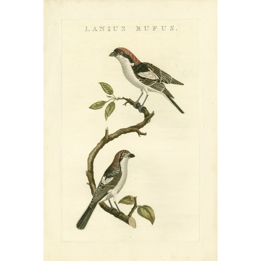 Nozeman Birds I - Wrapped Canvas Art Prints