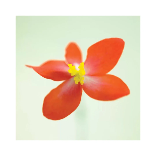 Dragon Wing Begonia by Assaf Frank - Wrapped Canvas Graphic Art