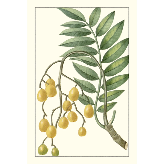 Exotic Botanical IX by Turpin - Wrapped Canvas Painting