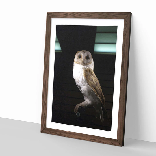 Barn Owl Bird 4 Framed Photographic Print