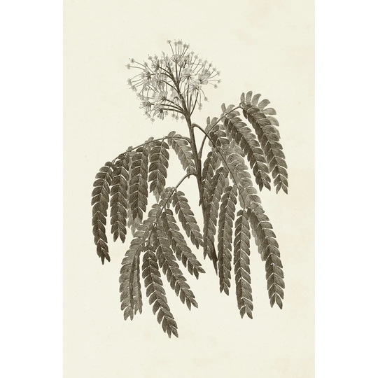Sepia Botanicals V - Wrapped Canvas Drawing