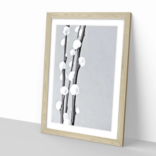 'Blossoming Plant Willow' Framed Photographic Print