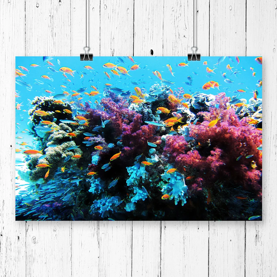 'Coral Reef Fish' Photographic Print