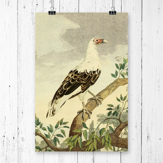 'Vintage Charles R Ryley Angola Vulture' Graphic Art