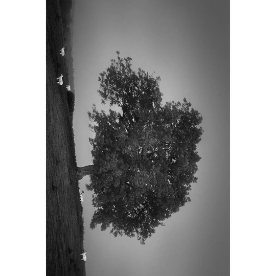 Evening Light I