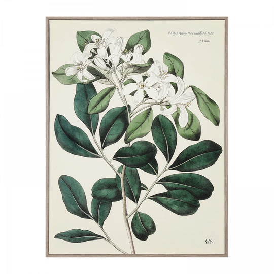 Foliage And Blooms