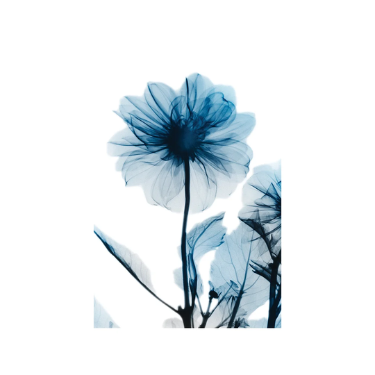 'Sapphire Gleam II' Photograph on Wrapped Canvas