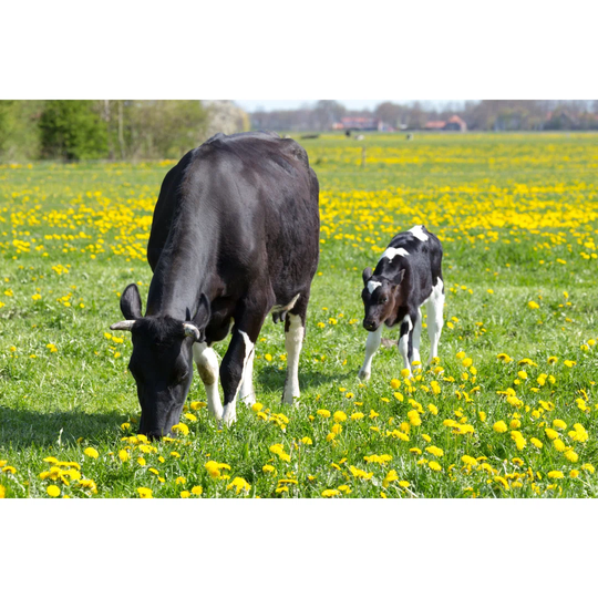 Spotted Mother Cow and Calf in Meadow with Yellow Dandelions - Wrapped Canvas Photograph