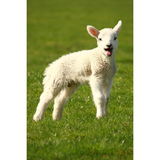 Bleating Little Lamb by Patrikstedrak - Wrapped Canvas Photograph