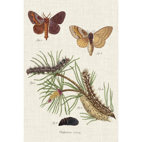 Life Cycle of a Moth II by Johann Esper - Wrapped Canvas Art Prints