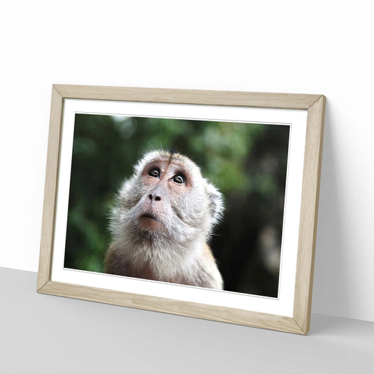 'Monkey' Framed Photographic Print