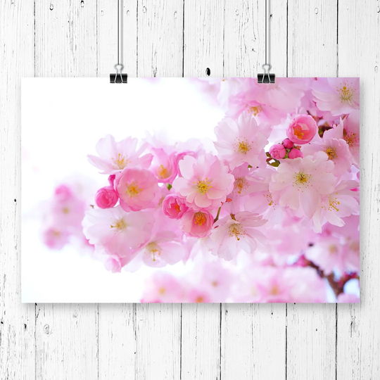 "Flower Pink Japanese Cherry Trees" Graphic Art