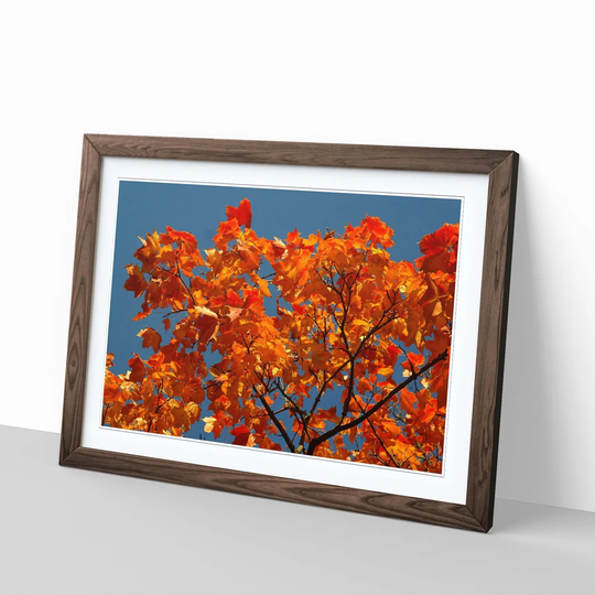 'Maple Tree Leaves Autumn 5' Framed Photographic Print
