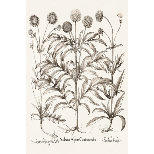 Sepia Besler Botanicals IV by Basilius Besler - Print
