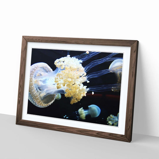 'Jellyfish 1' Framed Photographic Print