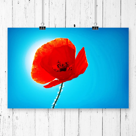 'Red Poppy Flower' Graphic Art