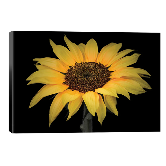 'Sunflower' by Panoramic Images - Wrapped Canvas Graphic Art Print