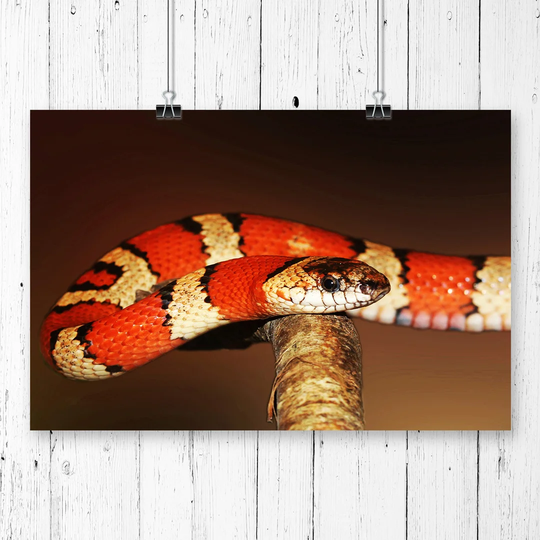 'King Snake' Photographic Print