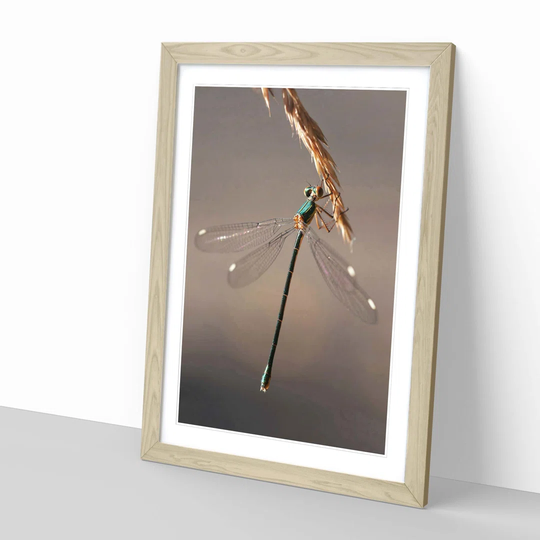 'Dragonfly' Framed Photographic Print