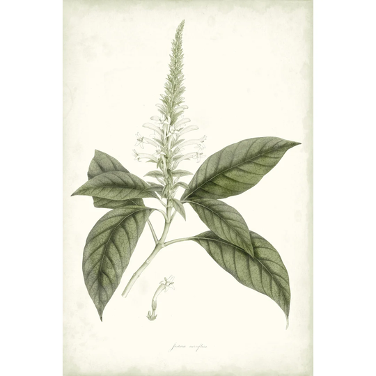 Sage Botanical II by Vision Studio - Wrapped Canvas Painting