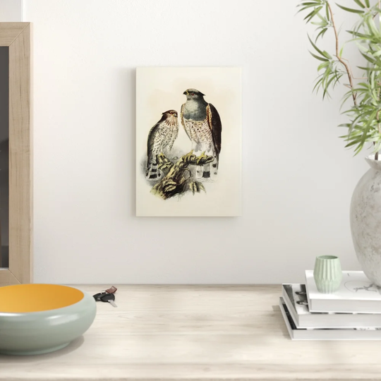 'Vintage Natural History Cuckoo Falcon' Graphic Art