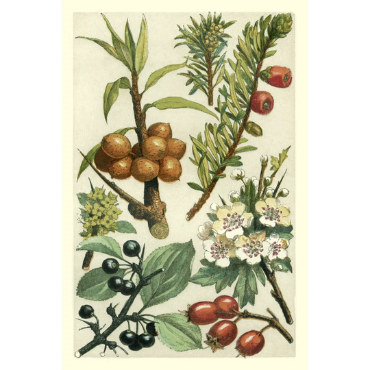 Fruits & Foliage III