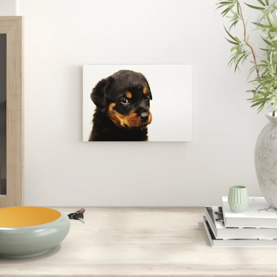 'Rottweiler Puppy Dog' Photographic Print