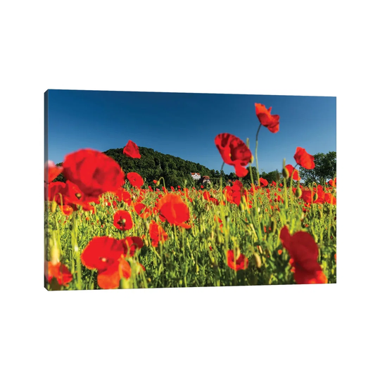 Poland, Poppy Field by Mikolaj Gospodarek - Wrapped Canvas Art Prints