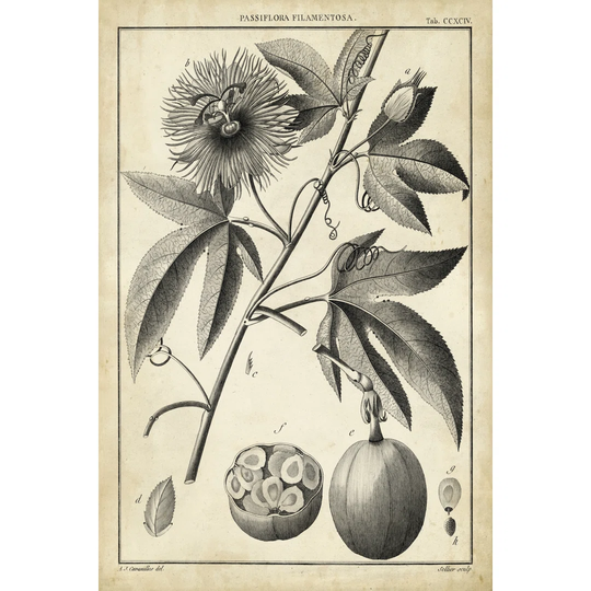 Passiflora I - Wrapped Canvas Art Prints