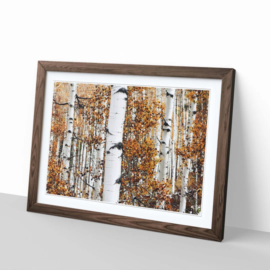 'Autumn Landscape Aspen Forest Wod' Framed Photographic Print