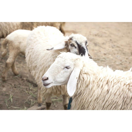 Sheep - Wrapped Canvas Photograph