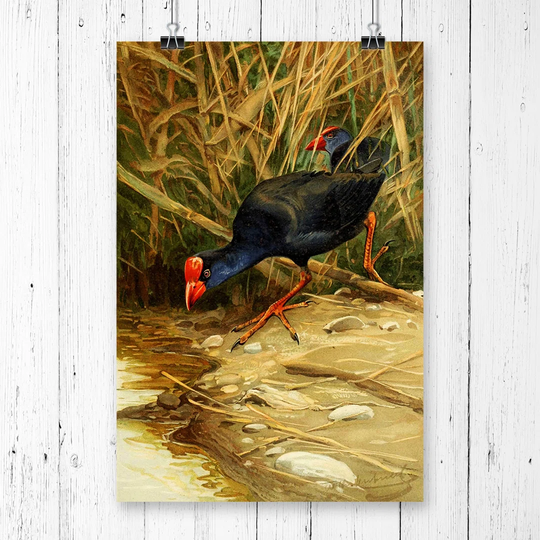 'Vintage Purple Swamphen' by W Kuhnert Graphic Art