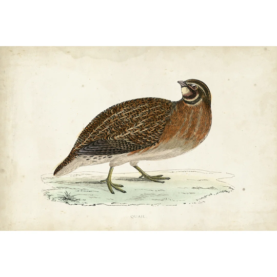 Morris Pheasants IV by Morris - Wrapped Canvas Art Prints