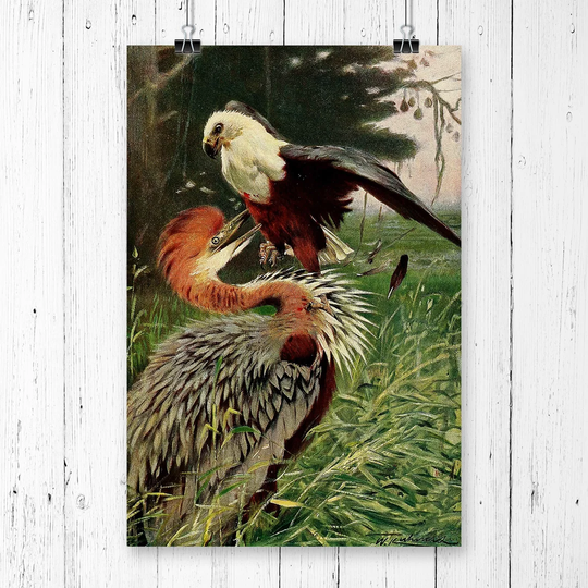'Vintage Giant Heron & Sea Eagle' by W Kuhnert Graphic Art