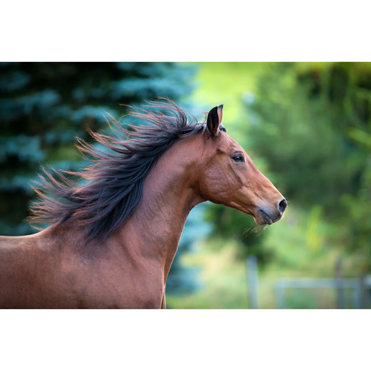Bay Horse Portrait on Green Background by Alexia Khruscheva - Wrapped Canvas Photograph